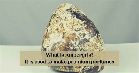 is perfume made from whale vomit|why is ambergris illegal.